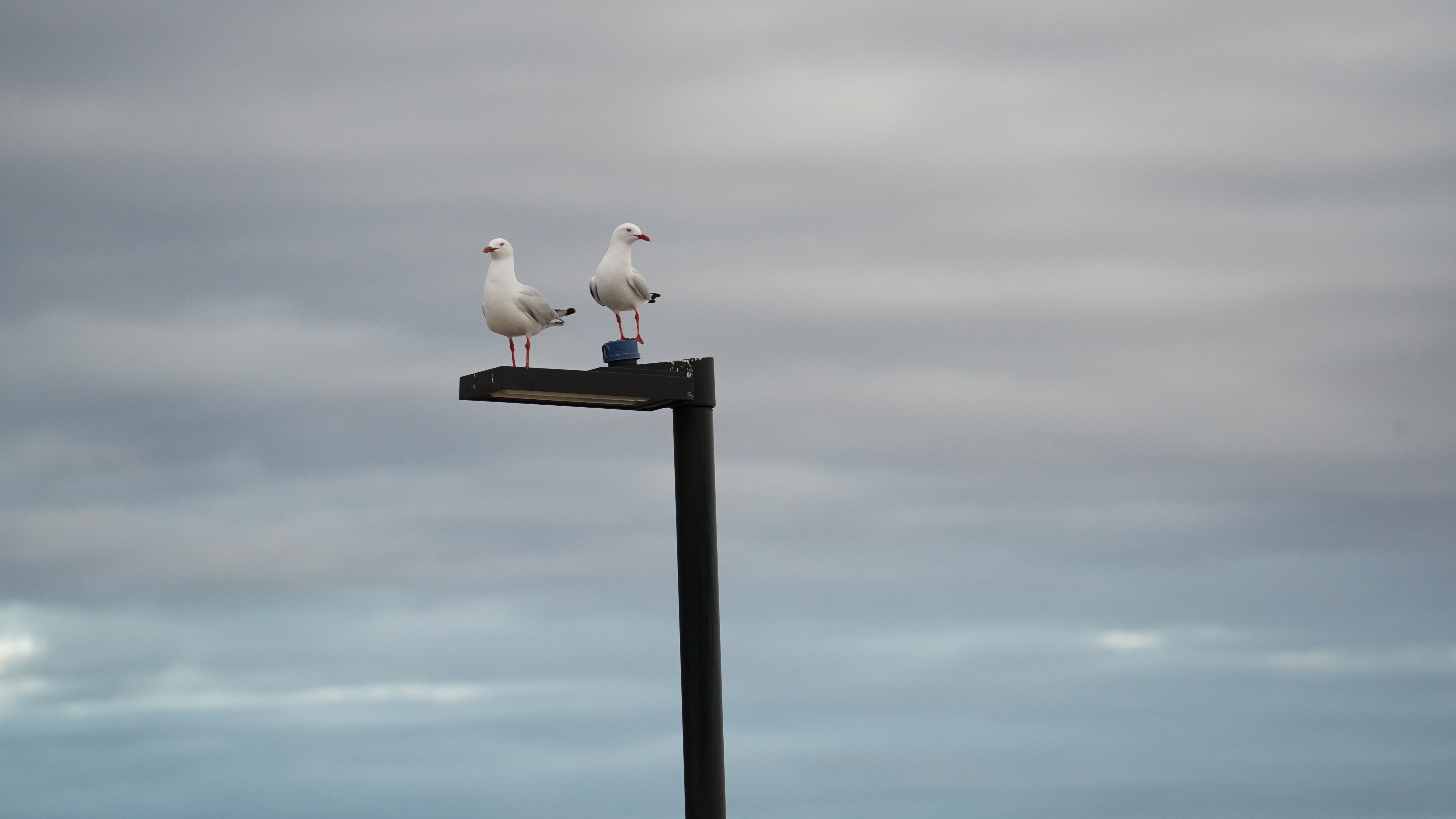 Glenelg